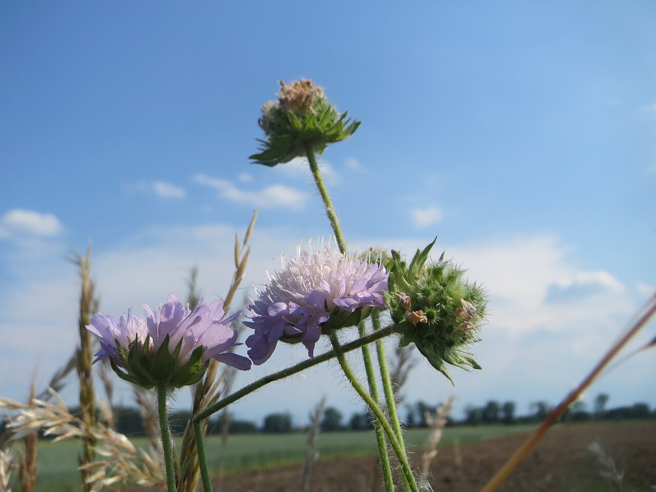 Field scabiosa: Acker-Witwenblume ( Knautia arvensis ) beim Insultheimer Hof im Landschaftsschutzgebiet „Hockenheimer Rheinbogen“