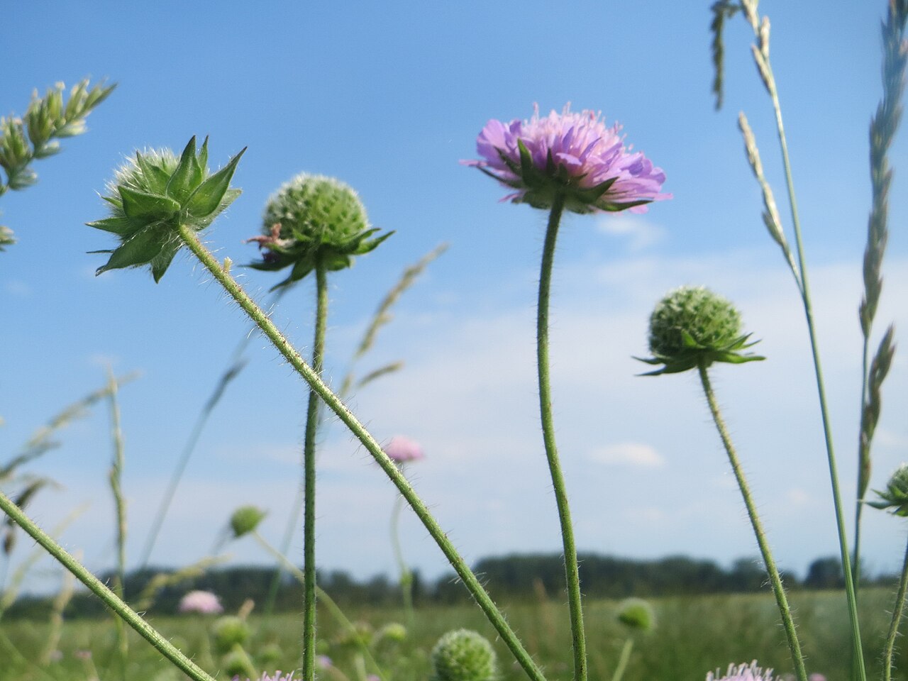 Field scabiosa: Acker-Witwenblume ( Knautia arvensis ) beim Insultheimer Hof im Landschaftsschutzgebiet „Hockenheimer Rheinbogen“