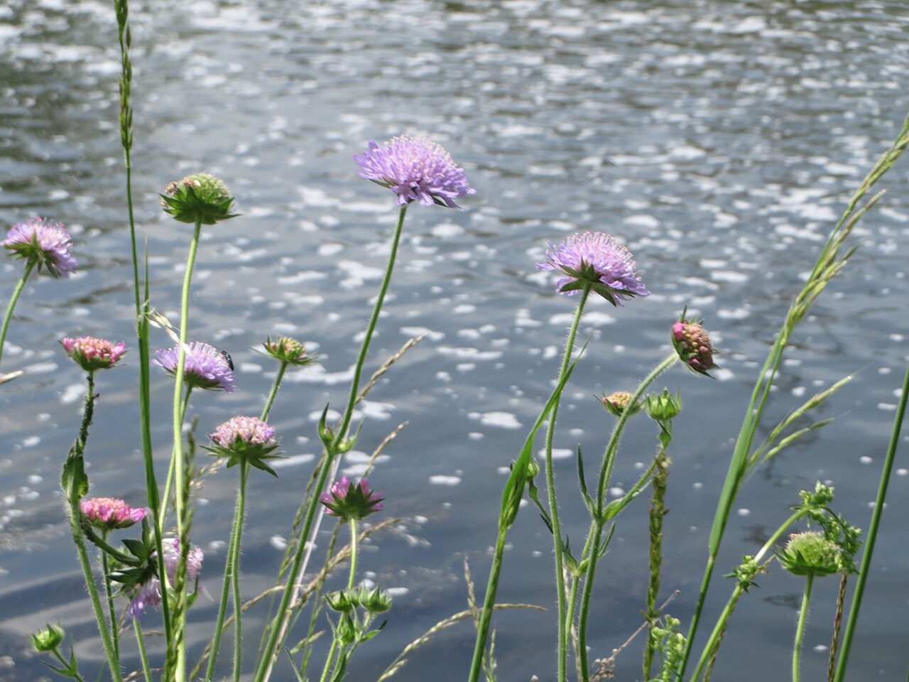 Field scabiosa: Acker-Witwenblume ( Knautia arvensis ) in der Saaraue Güdingen