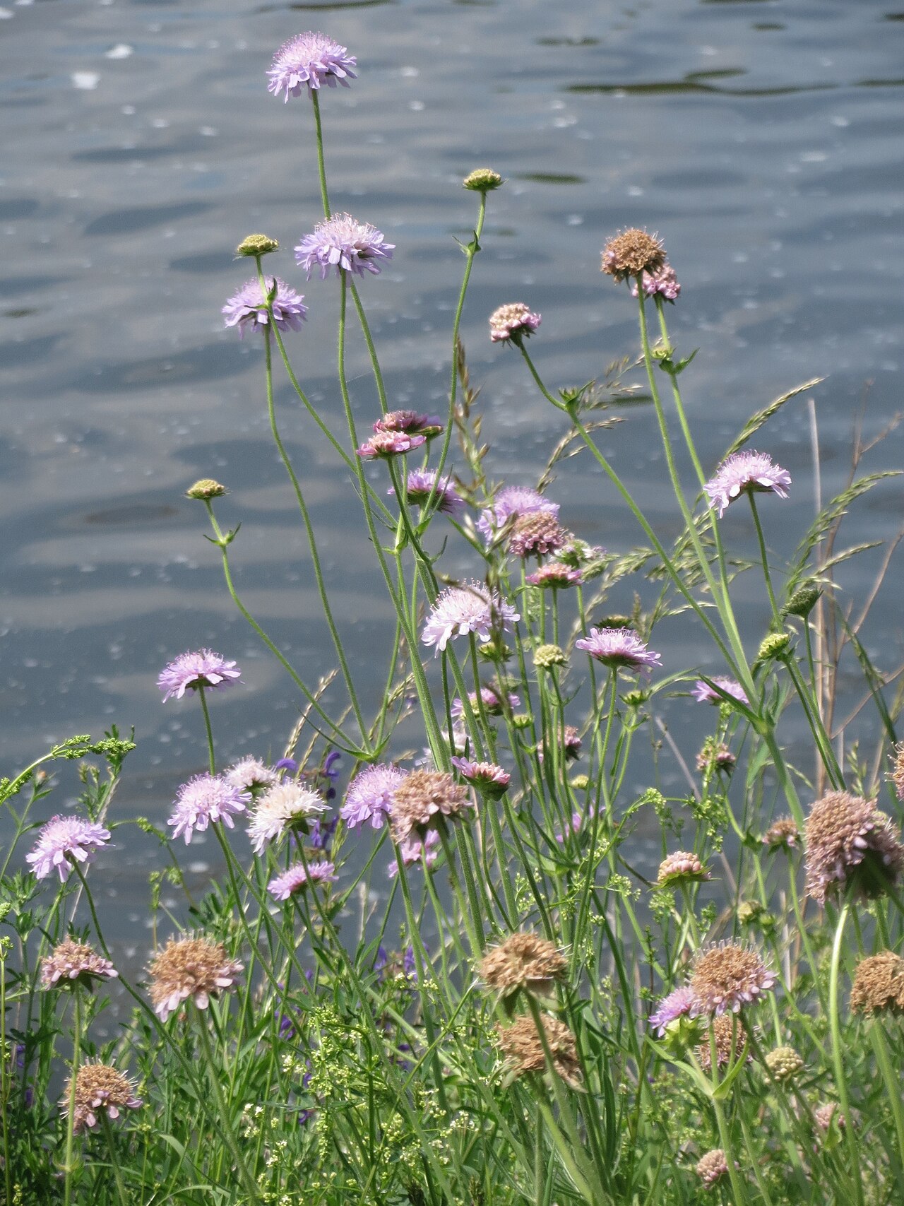 Field scabiosa: Acker-Witwenblume ( Knautia arvensis ) in der Saaraue Güdingen