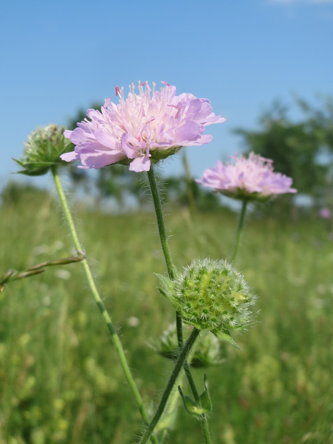 Field scabiosa: Acker-Witwenblume ( Knautia arvensis ) beim Insultheimer Hof im Landschaftsschutzgebiet „Hockenheimer Rheinbogen“