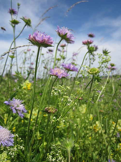 Field scabiosa: Acker-Witwenblume ( Knautia arvensis ) im Hockenheimer Rheinbogen