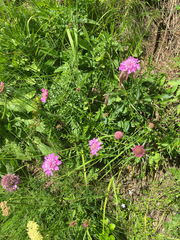 Knautia collina (Knautia collina)