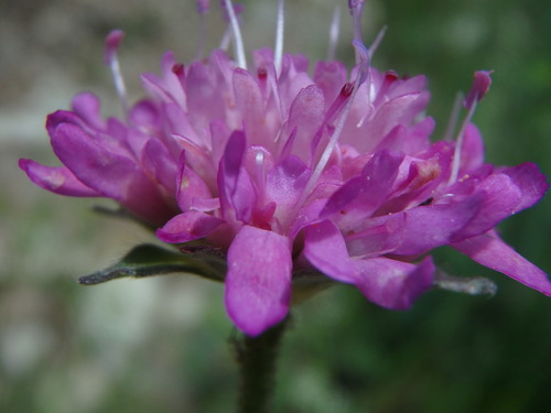 Knautia collina (Knautia collina)