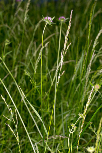 Knautia collina (Knautia collina)