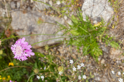 Knautia collina (Knautia collina)