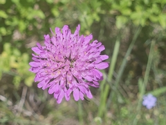Knautia collina (Knautia collina)