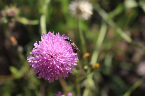 Knautia collina (Knautia collina)