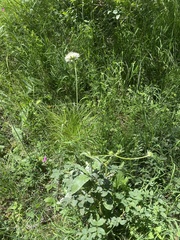 Knautia involucrata (Knautia involucrata)