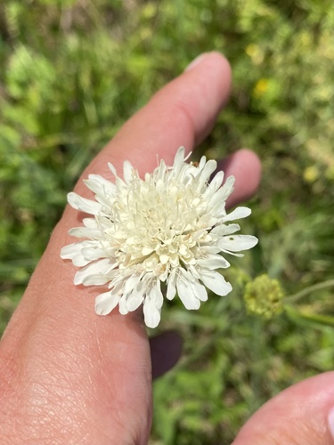 Knautia involucrata (Knautia involucrata)