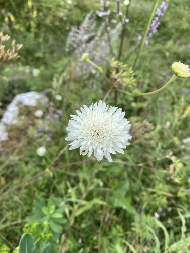 Knautia involucrata (Knautia involucrata)
