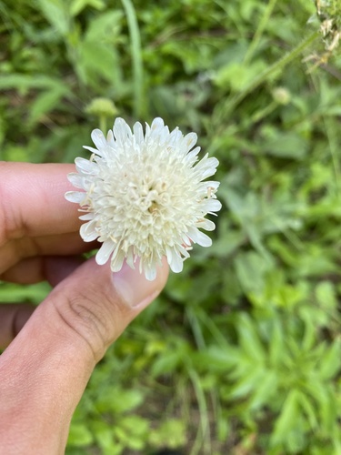 Knautia involucrata (Knautia involucrata)