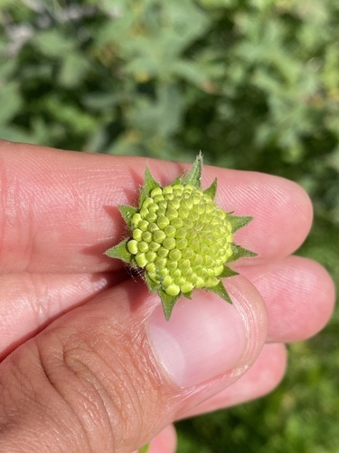 Knautia involucrata (Knautia involucrata)