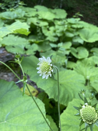 Knautia involucrata (Knautia involucrata)