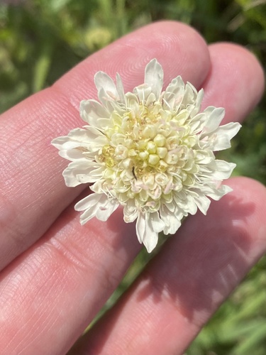 Knautia involucrata (Knautia involucrata)