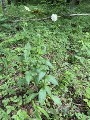 Knautia involucrata (Knautia involucrata)