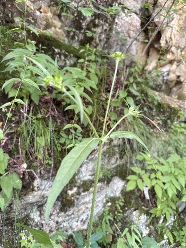 Knautia involucrata (Knautia involucrata)