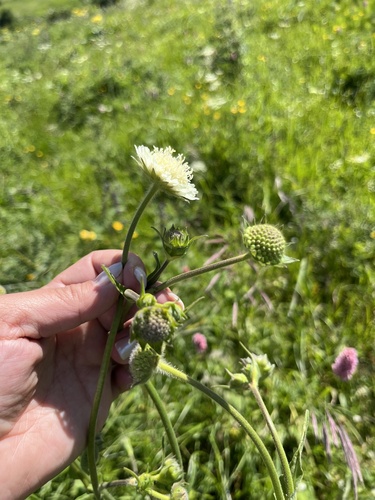 Knautia involucrata (Knautia involucrata)