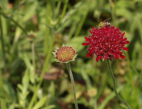 Macedonica scabiosa: Picture of an Knautia en ( Knautia macedonica en ) flower. Photo taken in the Tennis Court garden at the Chanticleer Garden where it was species identified. Cam
