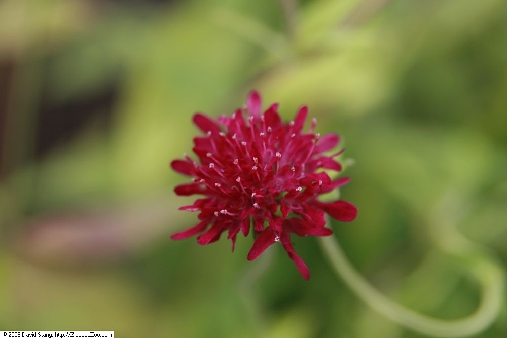 Macedonica scabiosa: Location taken: Merrifield Garden Center, Fairfax VA USA. Names: Knautia macedonica Griseb., Knauti Classification: Plantae > Magnoliophyta > Magnoliopsida > Di