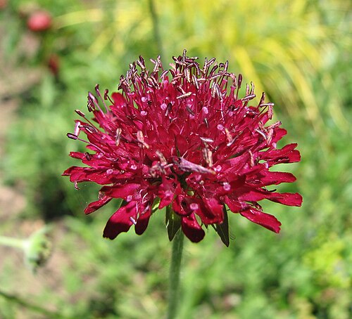 Macedonica scabiosa: Comparison picture of the flower on Knautia macedonica . Photo taken in the the Tennis Court Garden at the Chanticleer Garden where the species was identified.