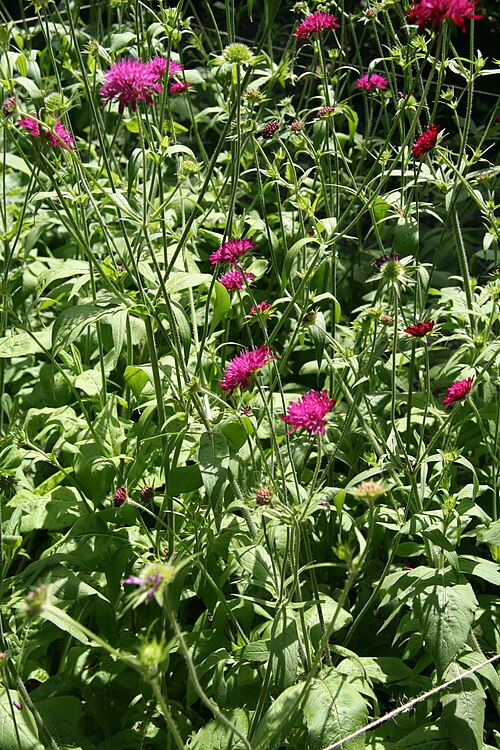 Macedonica scabiosa: Knautia macedonica im Botanischen Garten Dresden