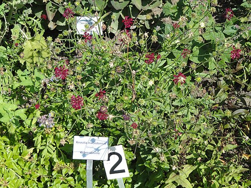 Macedonica scabiosa: Specimen in the Botanischer Garten, Frankfurt am Main, Germany.