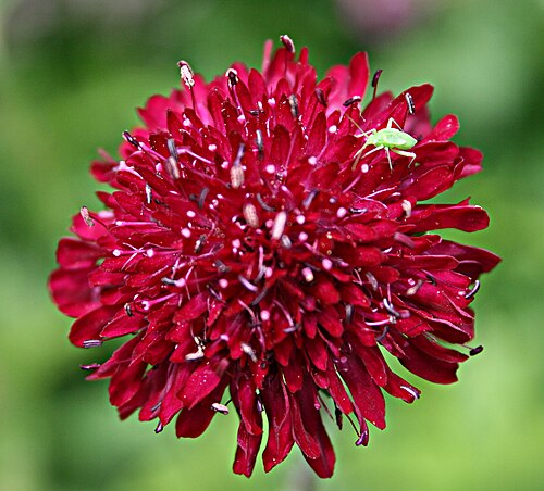 Macedonica scabiosa: Knautia macedonica