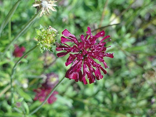 Macedonica scabiosa: Specimen in the Botanischer Garten, Frankfurt am Main, Germany.