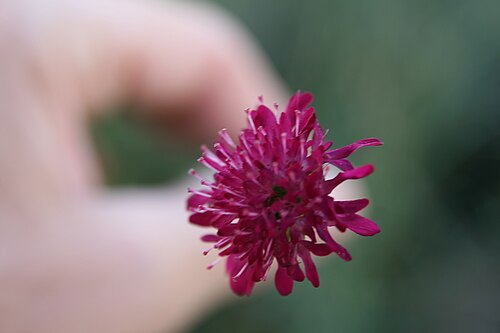 Macedonica scabiosa: Location taken: Merrifield Garden Center, Fairfax VA USA. Names: Knautia macedonica Griseb., Knauti Classification: Plantae > Magnoliophyta > Magnoliopsida > Di