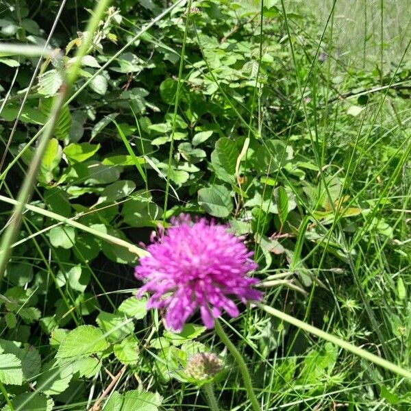 Macedonica scabiosa (Knautia macedonica)