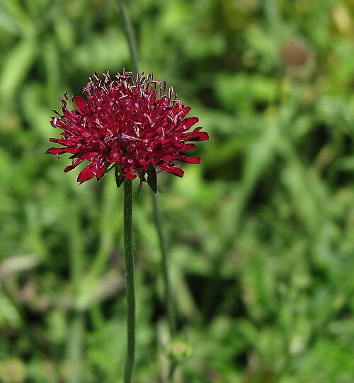Macedonica scabiosa: Comparison picture of the flower on Knautia macedonica . Photo taken in the Tennis Court Garden at the Chanticleer Garden where the species was identified. Came