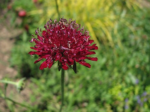 Macedonica scabiosa: Comparison picture of the flower on Knautia macedonica . Photo taken in the the Tennis Court Garden at the Chanticleer Garden where the species was identified.