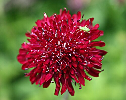 Macedonica scabiosa: Knautia macedonica