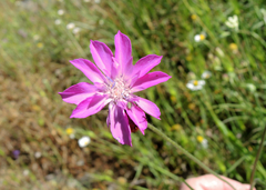 Knautia orientalis (Knautia orientalis)