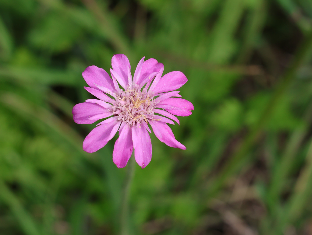 Knautia orientalis (Knautia orientalis)