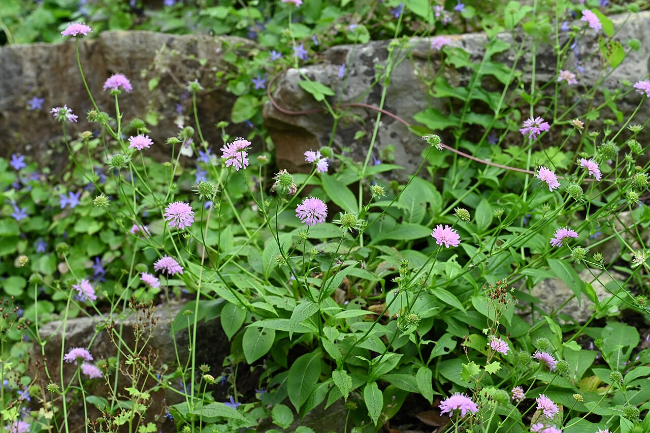 Knautia sarajevensis: Knautia sarajevensis in the Botanischer Garten, Berlin-Dahlem