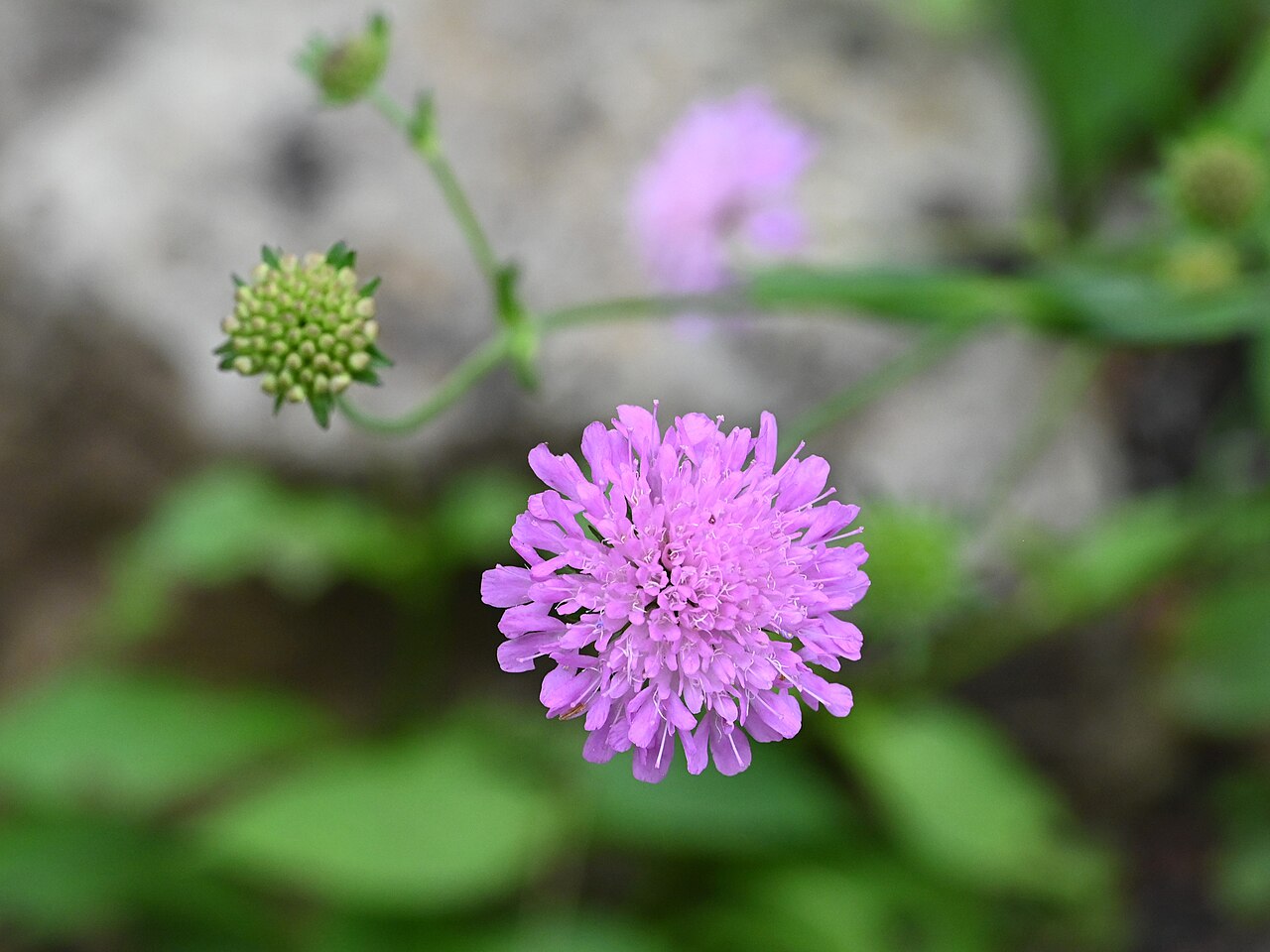 Knautia sarajevensis: Knautia sarajevensis in the Botanischer Garten, Berlin-Dahlem