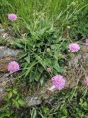 Knautia velutina (Knautia velutina)