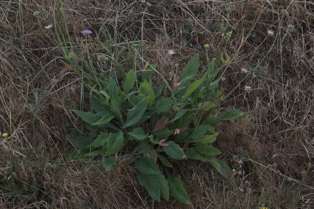 Knautia × chassagnei (Knautia × chassagnei)