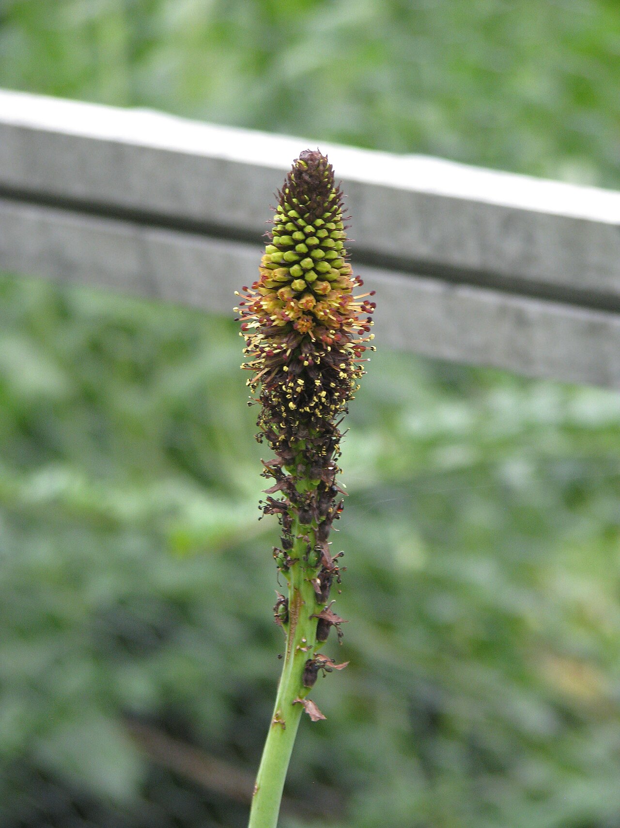 Kniphofia brachystachya: Kniphofia brachystachya