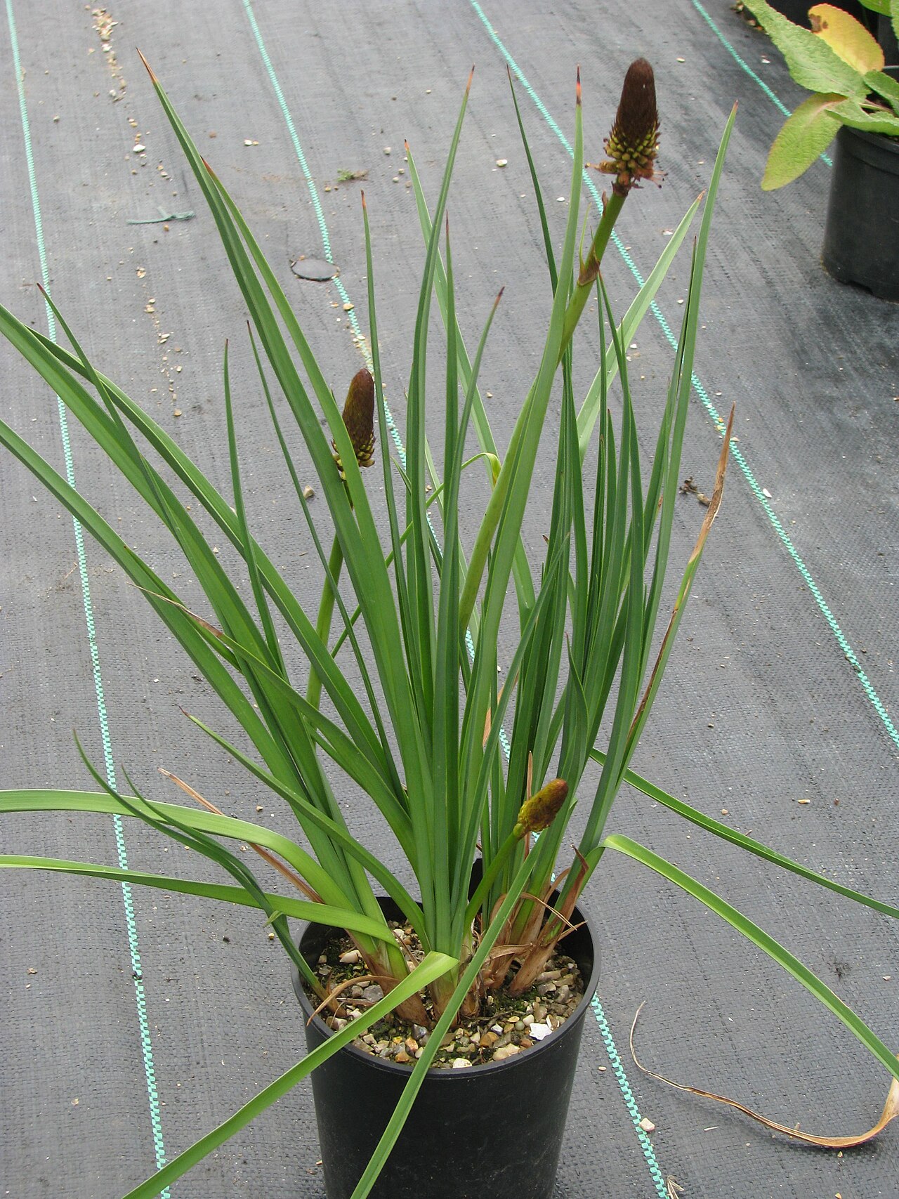 Kniphofia brachystachya: Kniphofia brachystachya
