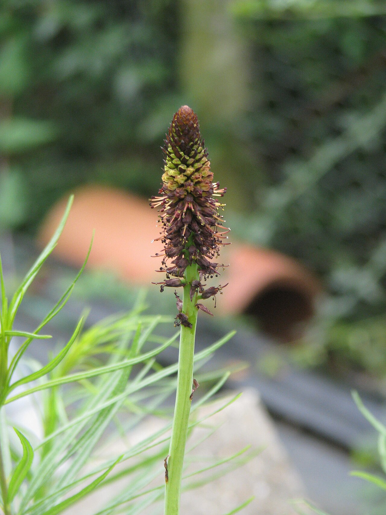 Kniphofia brachystachya: Kniphofia brachystachya