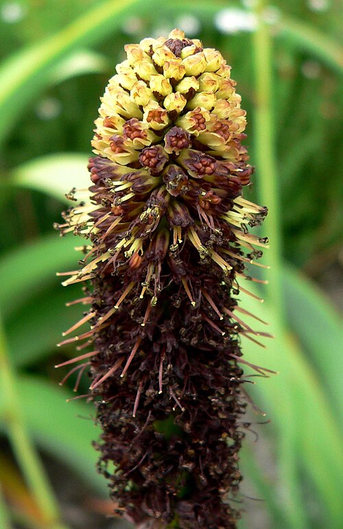 Kniphofia brachystachya: Photo of Kniphofia brachystachya at the UBC Botanical Garden