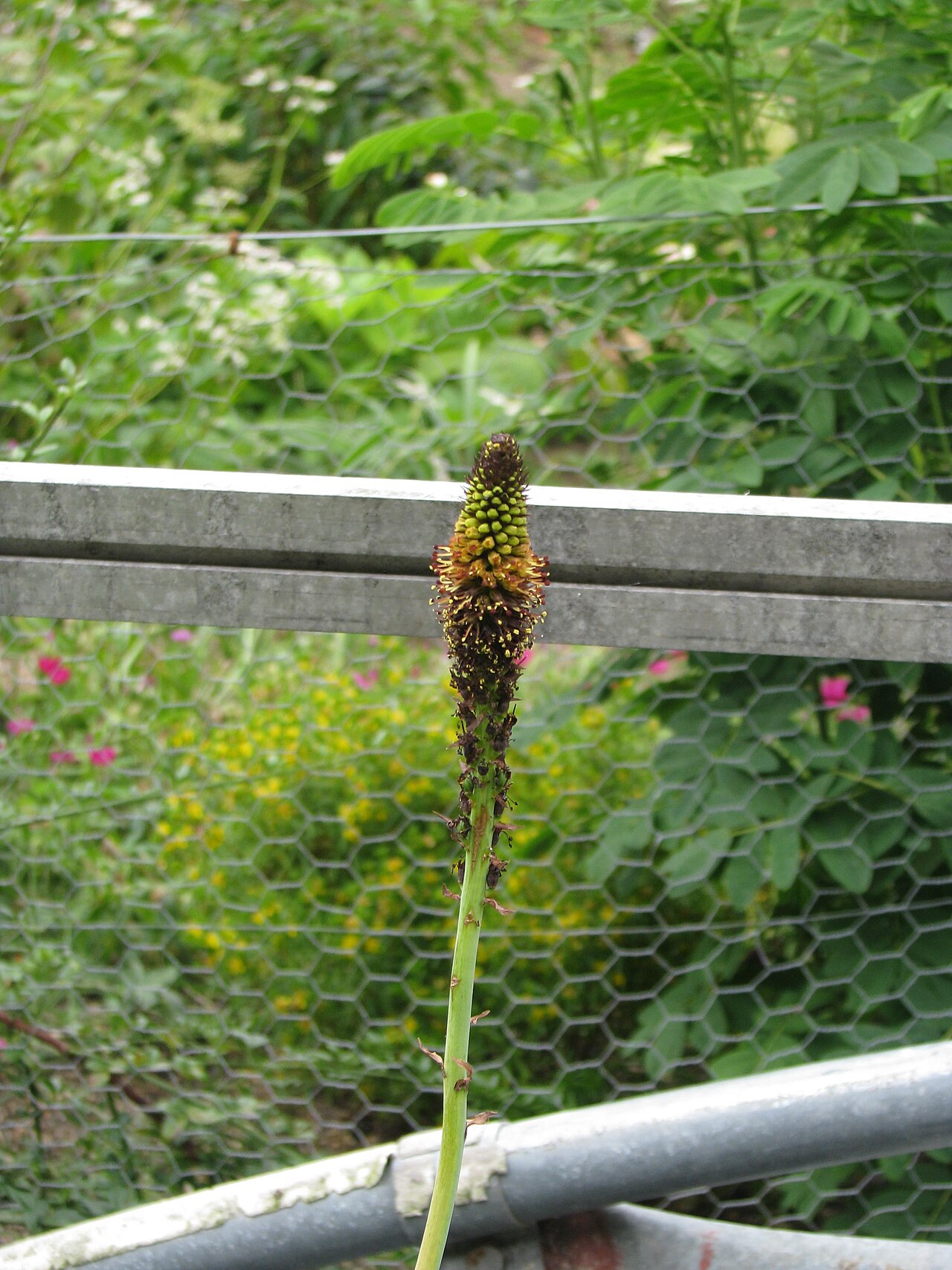Kniphofia brachystachya: Kniphofia brachystachya