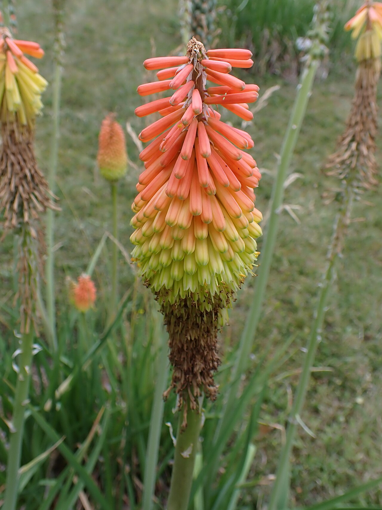 Lesotho red-hot poker: Kniphofia caulescens in the Botanischer Garten Halle