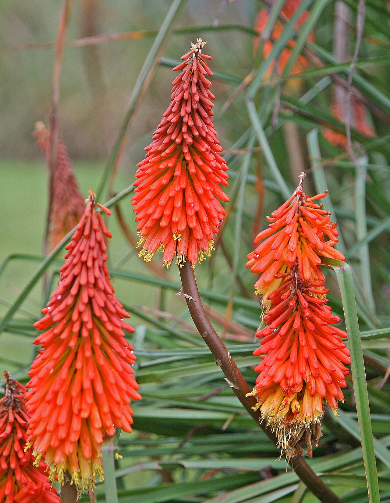 Lesotho red-hot poker: Fackellilie (Kniphofia caulescens), das bis zu 1,20 Meter hohe Staudengewächs ist eine Unterart der Raketenblumen. Die Fackellilie-Arten sind in Afrika beheimat