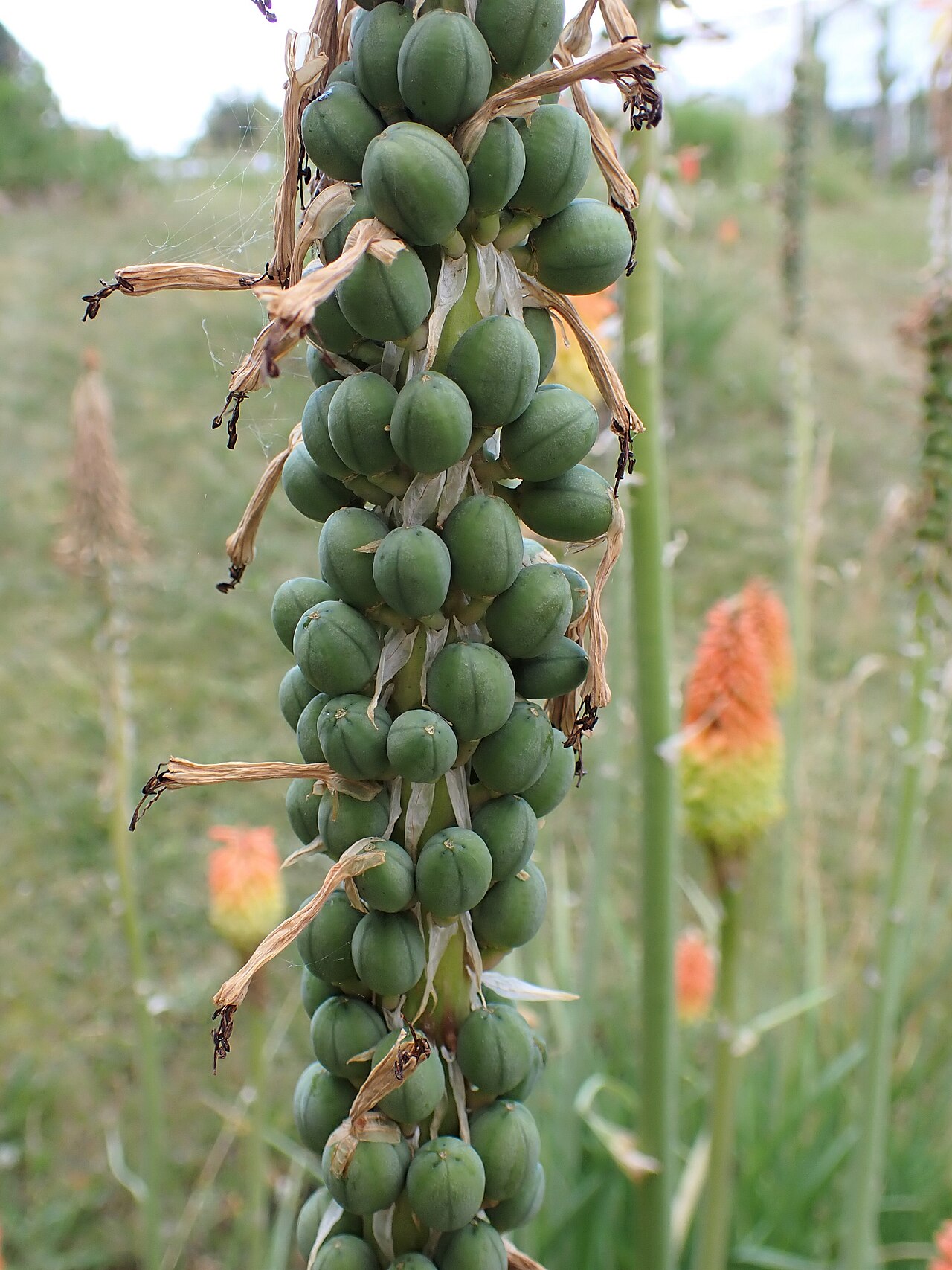 Lesotho red-hot poker: Kniphofia caulescens in the Botanischer Garten Halle