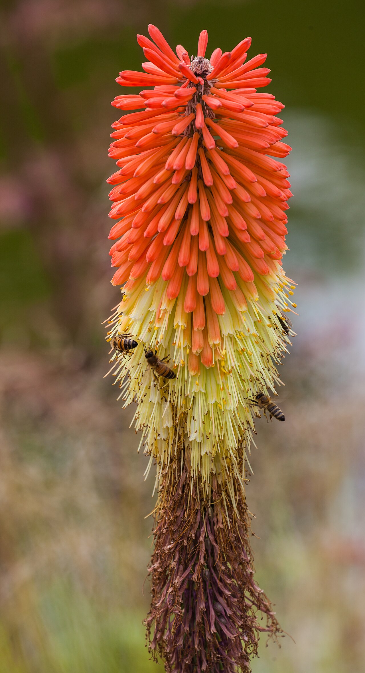 Lesotho red-hot poker: Bees ( Lasioglossum calceatum ) in a Kniphofia caulescens , Munich Botanical Garden, Germany