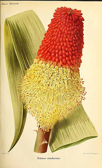 Lesotho red-hot poker: Ілюстрація Kniphofia caulescens
